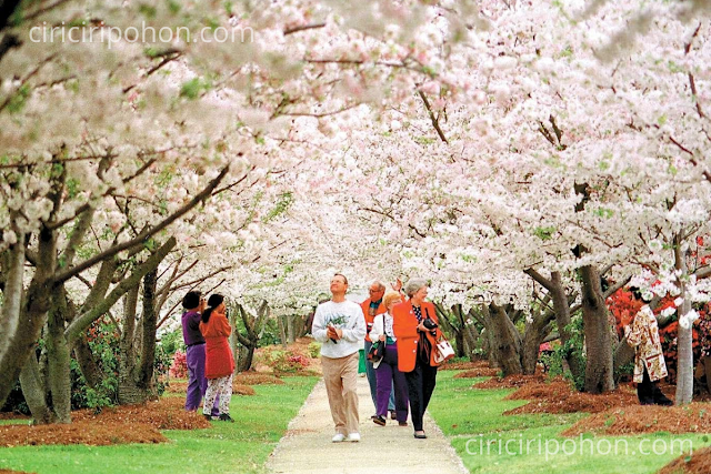 Ciri Ciri Pohon Sakura