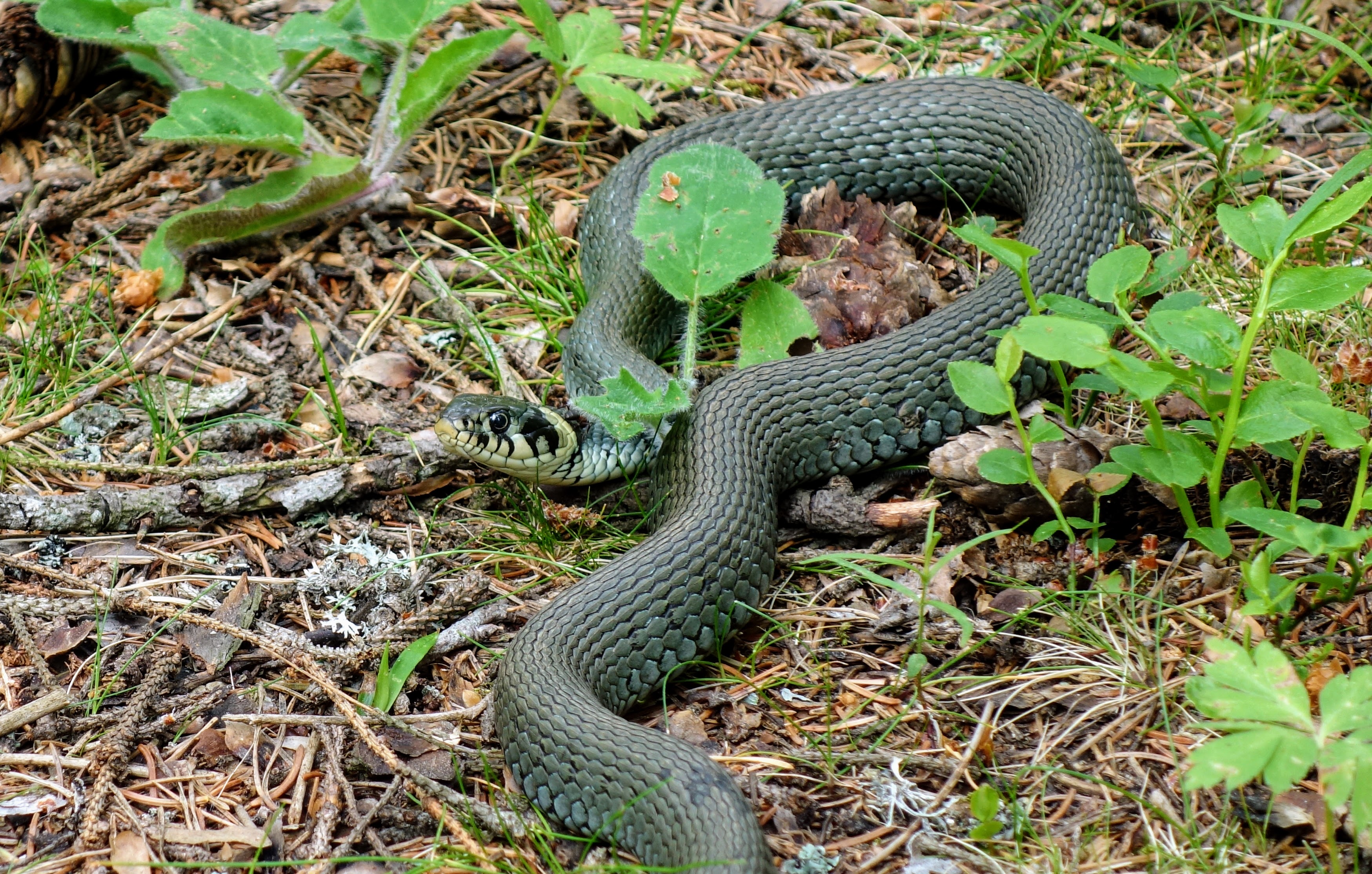 ウルツヘビ：世界最強の毒を持つブラジル産のヘビ