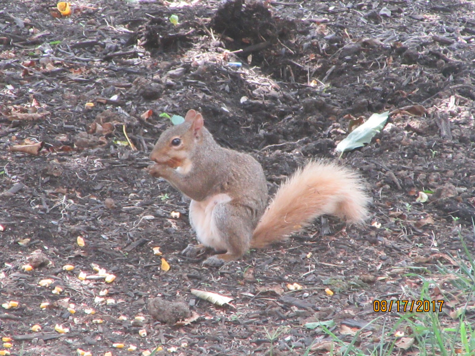 Life on the Hill: Wildlife Wednesday