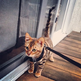 Toyger Cat Tiger breed personality