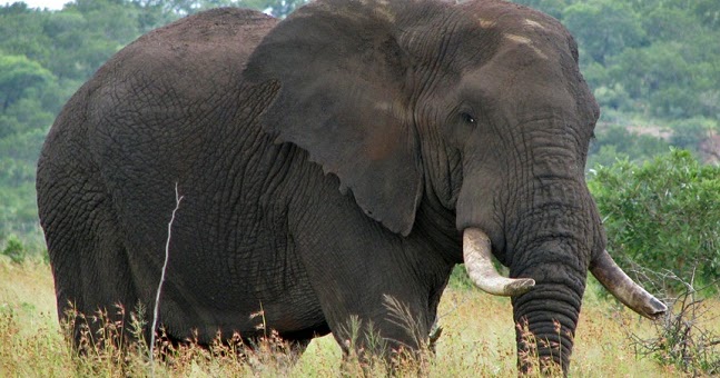 22 Fakta & Informasi Menarik tentang Gajah - Thebellebrigade.com