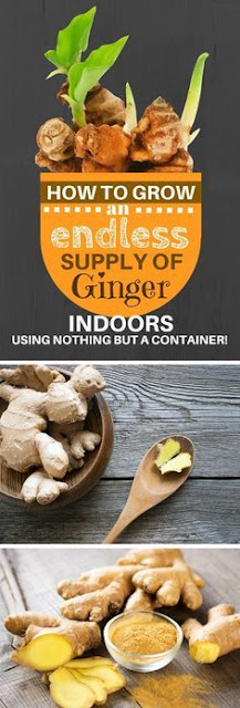 HOW TO GROW AN ENDLESS SUPPLY OF GINGER INDOORS USING NOTHING BUT A CONTAINER