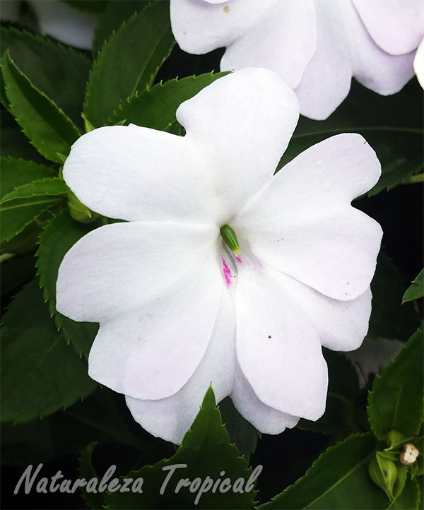 Flor característica de la planta Alegría o Madama, Impatiens walleriana