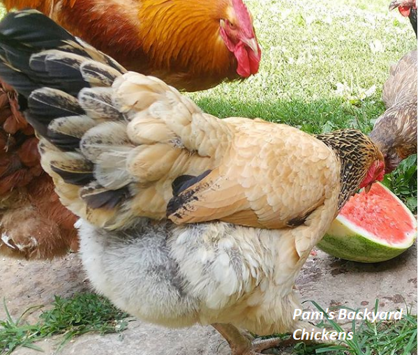 Pam S Backyard Chickens What Can Chickens Eat Can You Feed