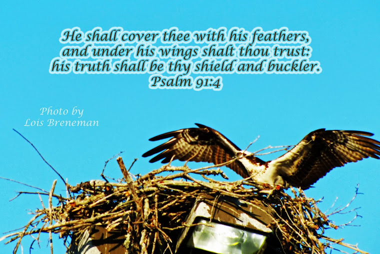 Osprey - Psalm 91:4