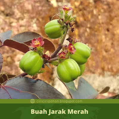 Ciri Ciri Buah Jarak Merah