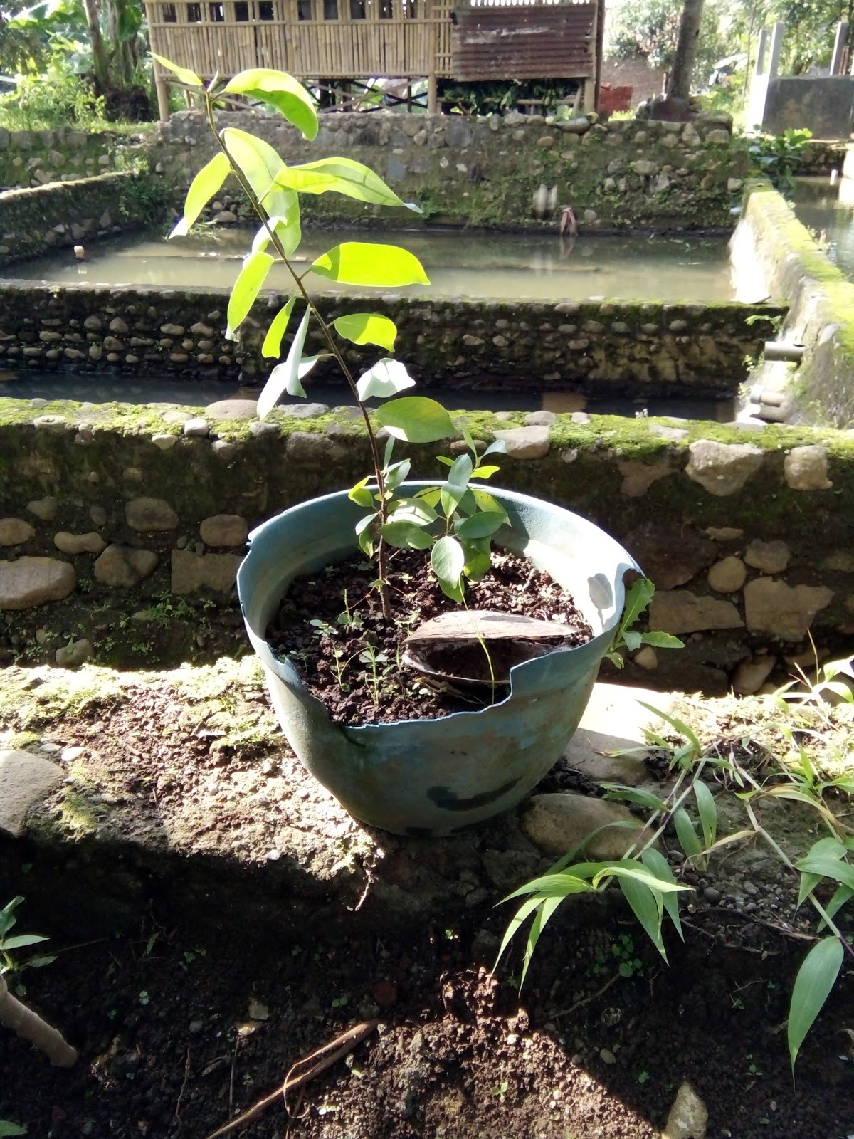 kebun yono Beringin ficus kimeng