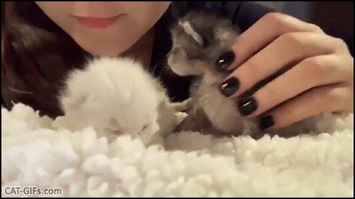 Cute Cat GIF • Adorable tiny kitty yawning. OMG you can't take this amount of sweetness and cuteness ♥ Cute Cat GIF • Adorable tiny kitty yawning. OMG you can't take this amount of sweetness and cuteness ♥