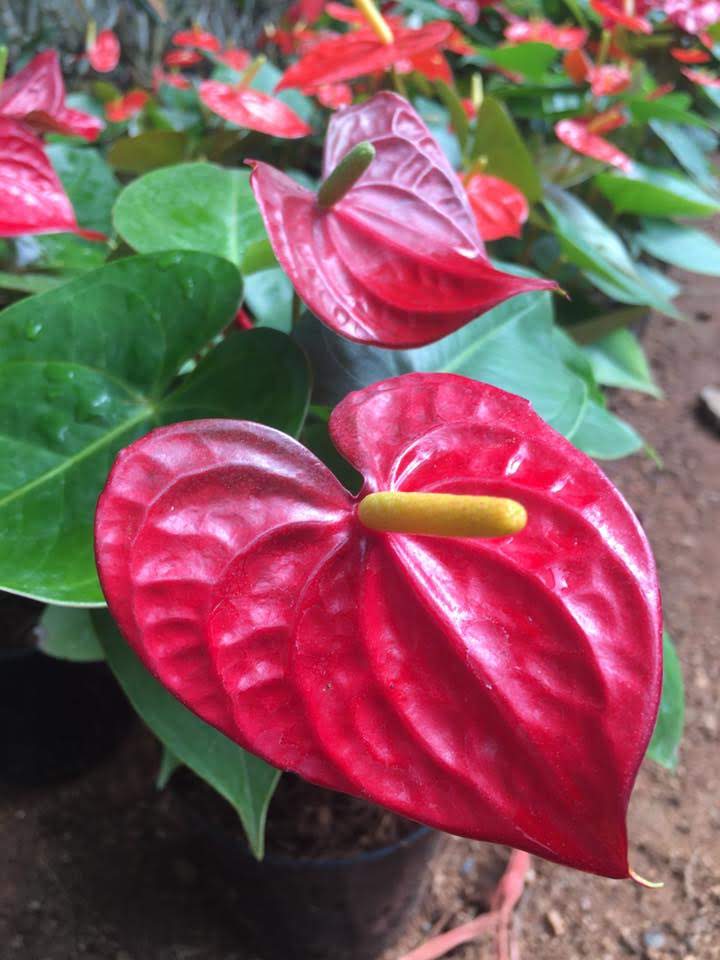Red Anthuriums