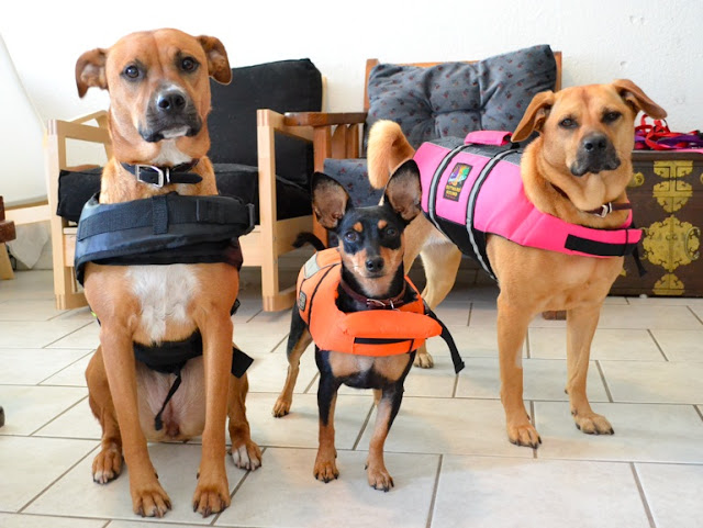Funny dogs wear life jackets, funny dog picture, funny dogs, cute dogs
