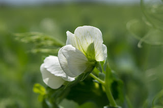 Pea flower