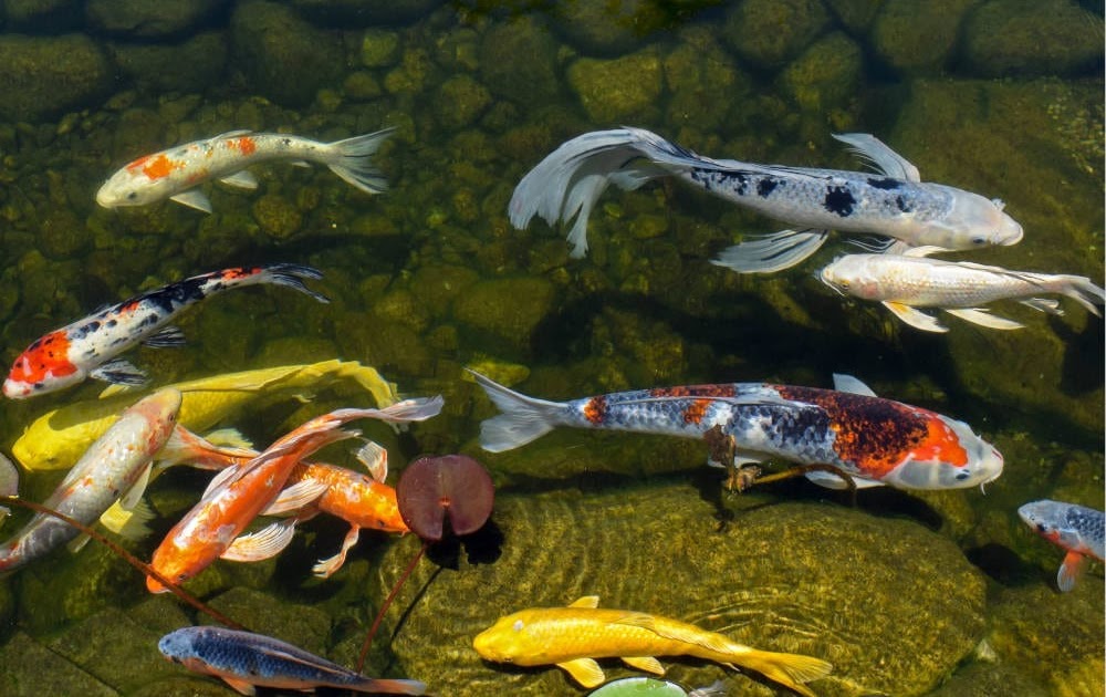 CiriCiri Indukan Ikan Koi Berkualitas Jual Ikan Koi