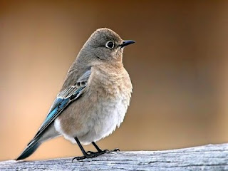 Galleri Foto Burung 