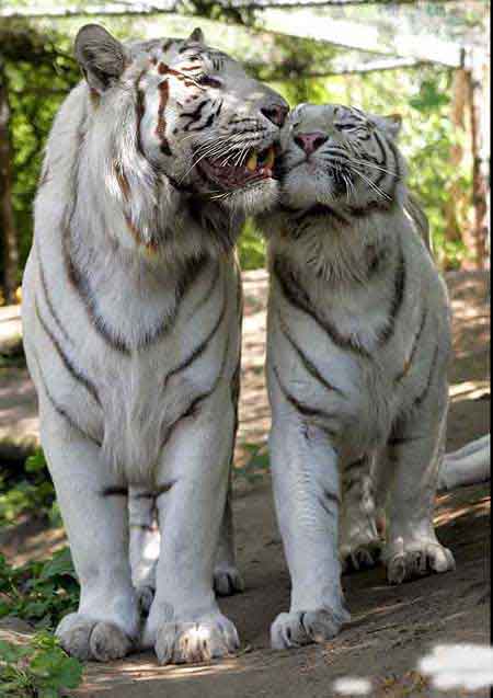 cute white tiger wallpaper. White Tigers Free Desktop