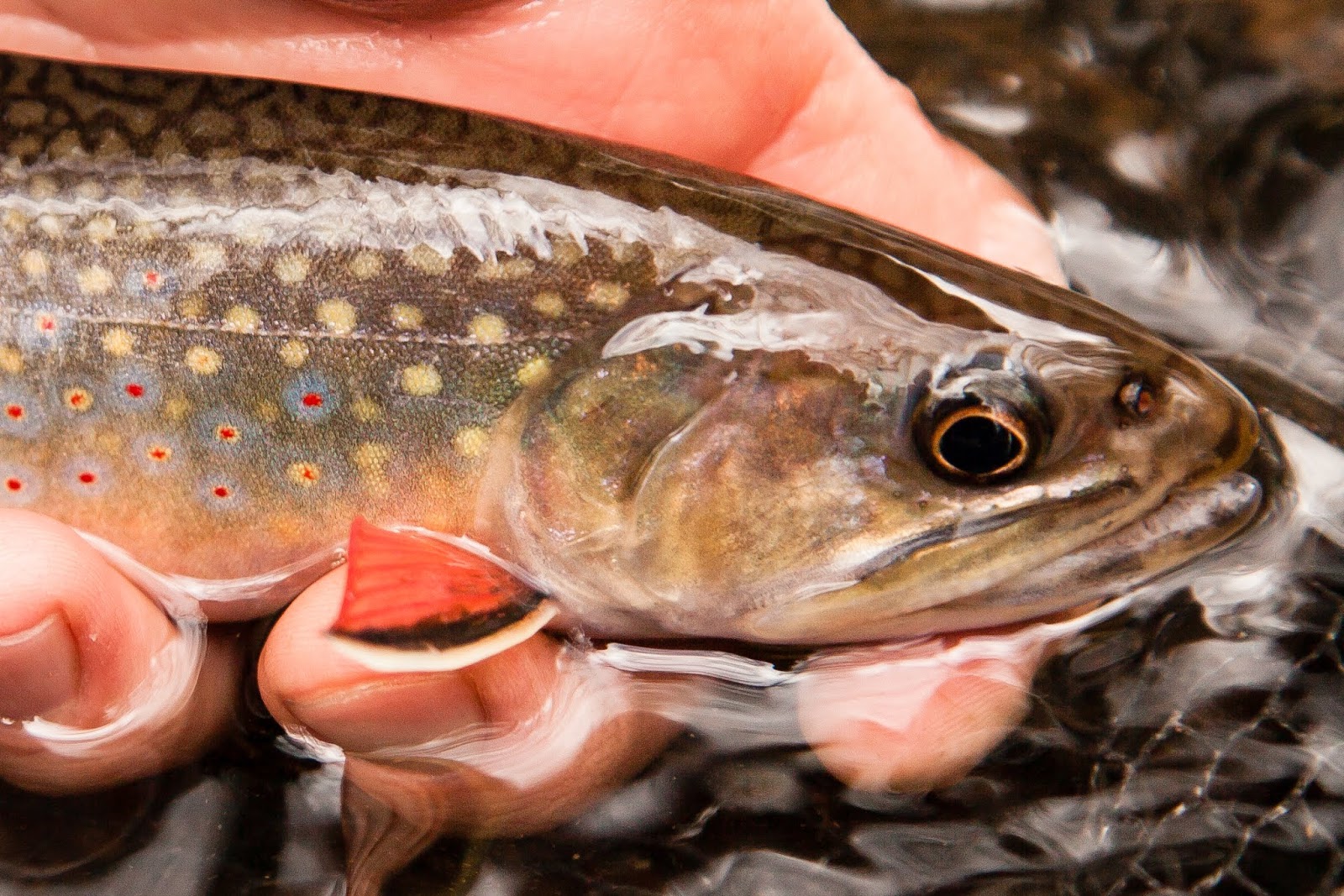 Virginia Tech Ichthyology Class First Trout Hatcheries in Virginia