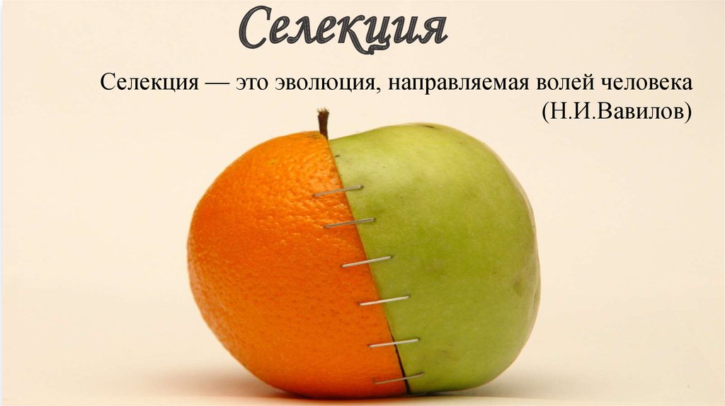 презентация по теме селекция. скрещивание селекция растений. метода ментора и. основные методы селекции отбор гибридизация мутагенез. инбридинг и аутбридинг в селекции животных.