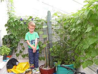 san pedro trichocereus pachanoi giant cactus 