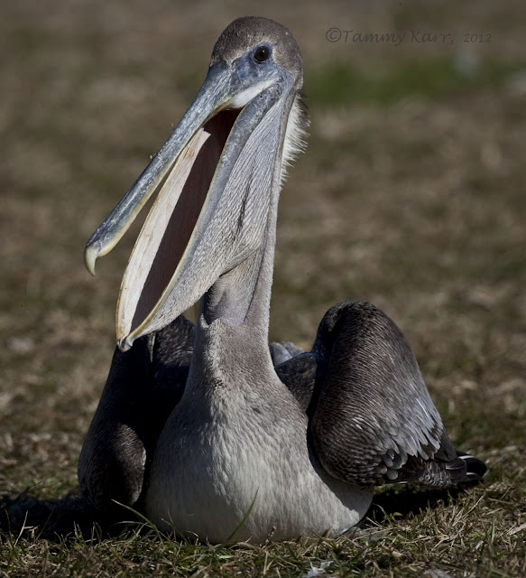 i heart florida birds: Brown Pelicans