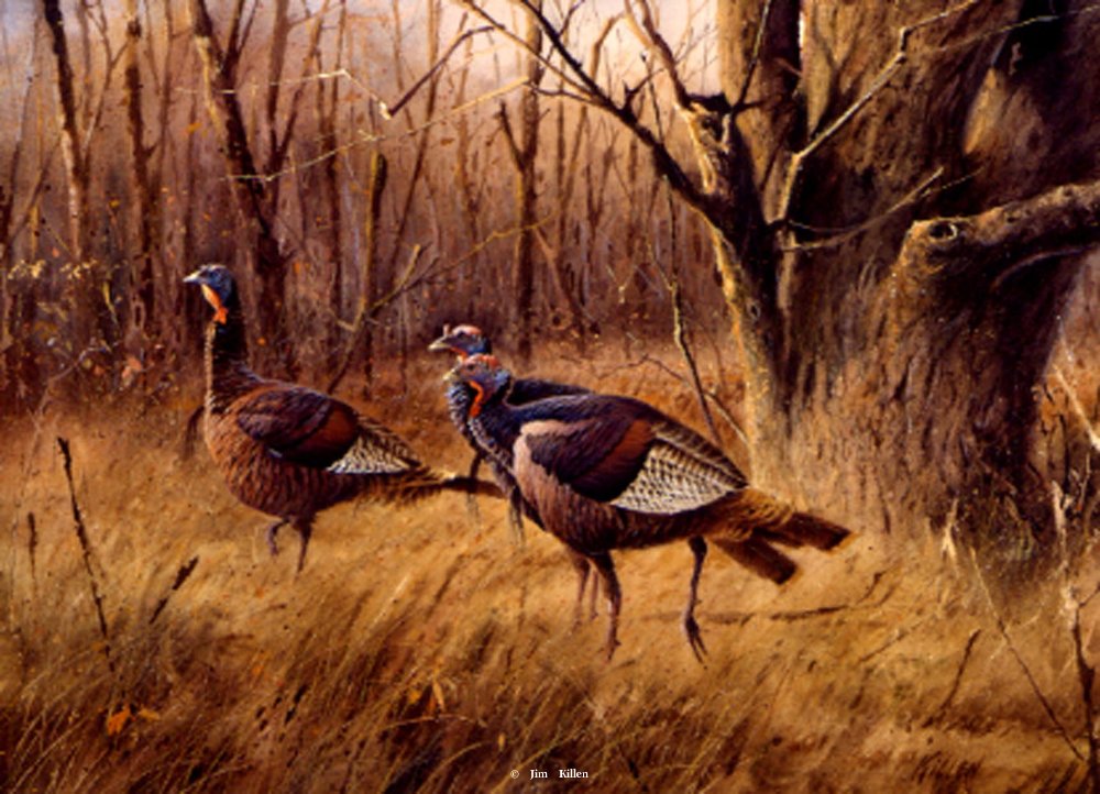 Free Download Wildlife Paintings