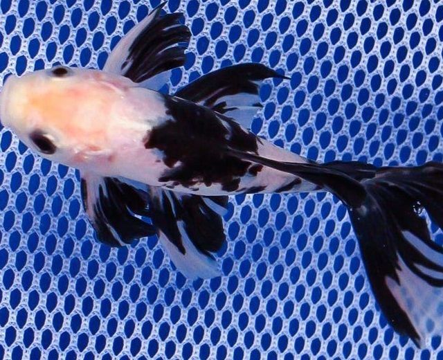 Jenis Ikan Komet Hitam Putih - Komet Black White