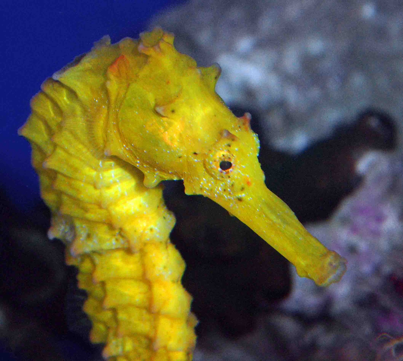 Divine Nature Yellow Seahorse