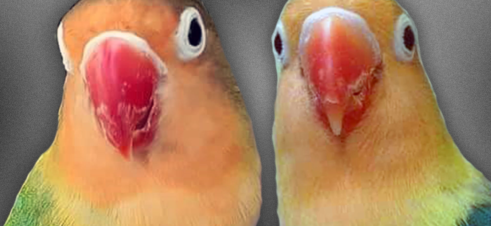 Fischeri Aqua African Lovebirds Mutations Lovebird Mutations