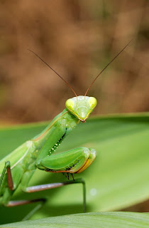 Peygamberdevesi türü Mantis religiosa