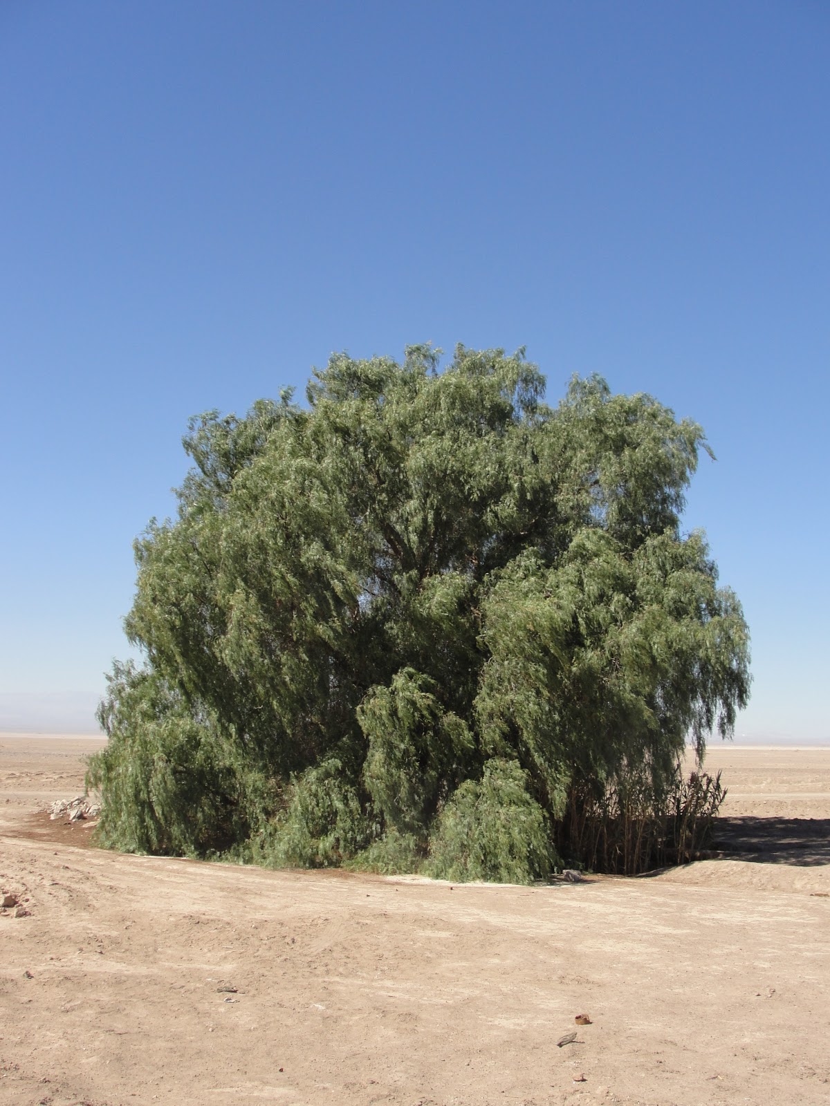 Caminantes del Desierto: EL SOLITARIO