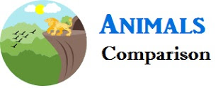 animals comparison