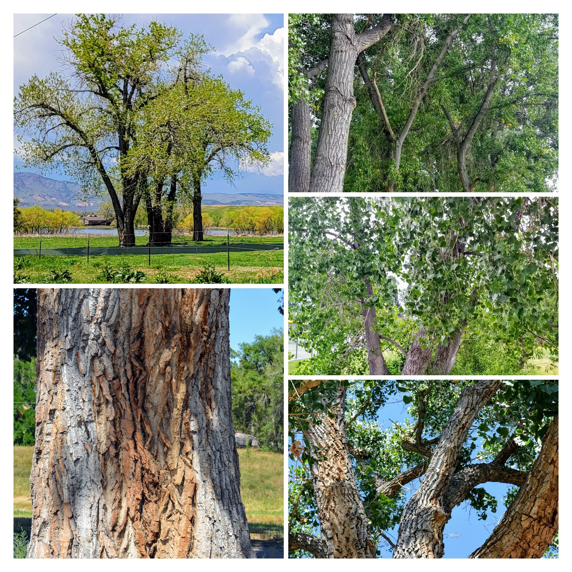 Mille Fiori Favoriti The Cottonwood Tree, "Pioneer of the Prairie"