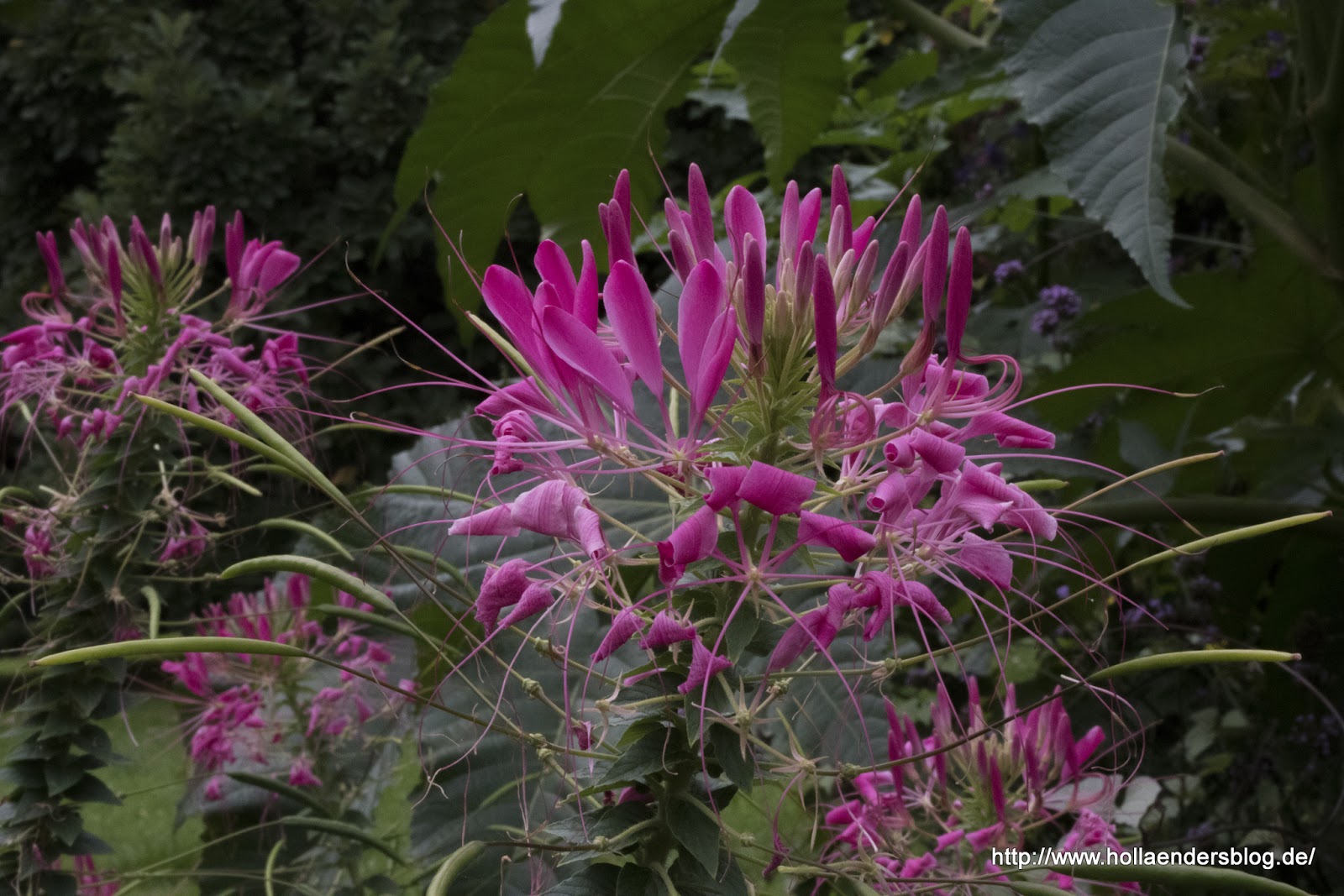 2 Bp Blogspot Com Zjo7djh L8c S Mkwzf9s I Aaaaaaaaaem War2sfmsk0