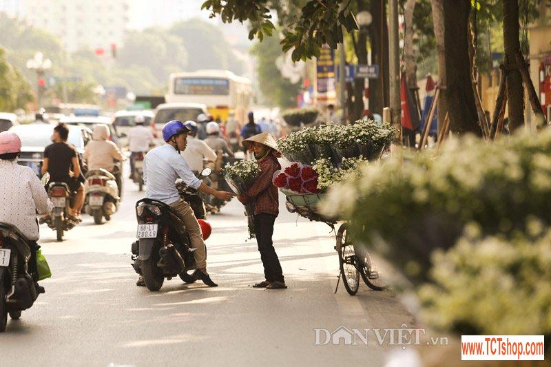 Trắng tinh khôi cúc họa mi trong chớm đông Hà Nội Trắng tinh khôi cúc họa mi trong chớm đông Hà Nội