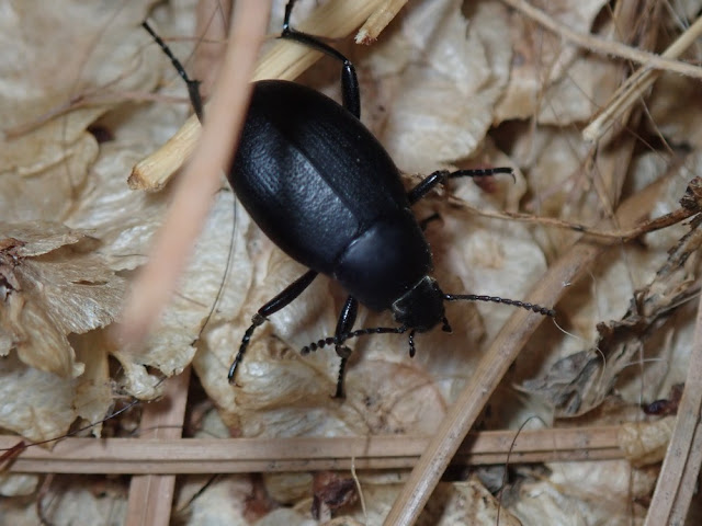 Eleodes opaca Eleodes opaca
