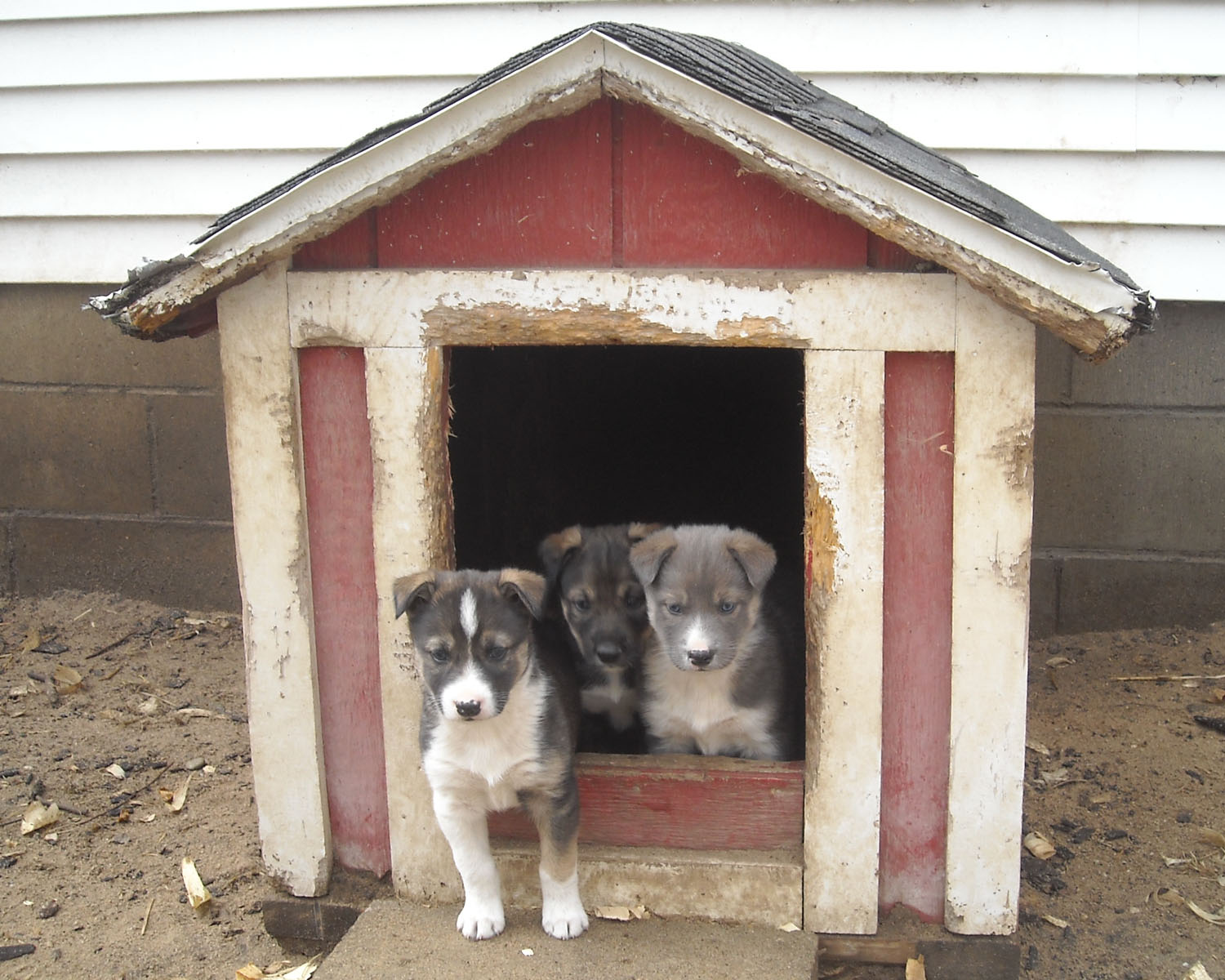 Coyote Run Sled Dog Kennel