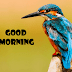 70+ Good Morning Birds HD Images | Morning Wishes, Quotes, Greetings Photos Download - Whatsapp Status and Facebook