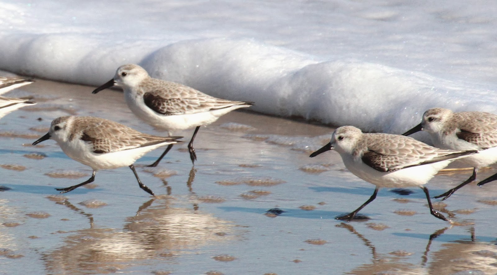 Cannundrums Sanderling