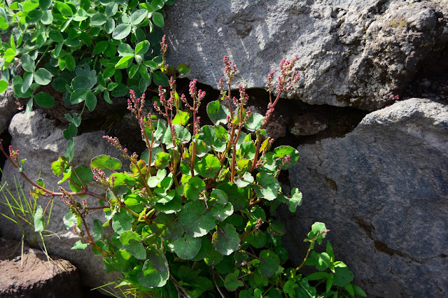 Rumex scutatus Rumex scutatus