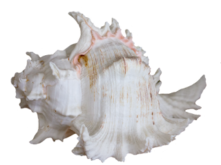 दक्षिणावर्ती शंख के चमत्कारिक लाभ  उपाय The miraculous benefits of Dakshinavarti conch