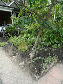 Riverdale front garden clean up after Paul Jung Gardening Services Toronto