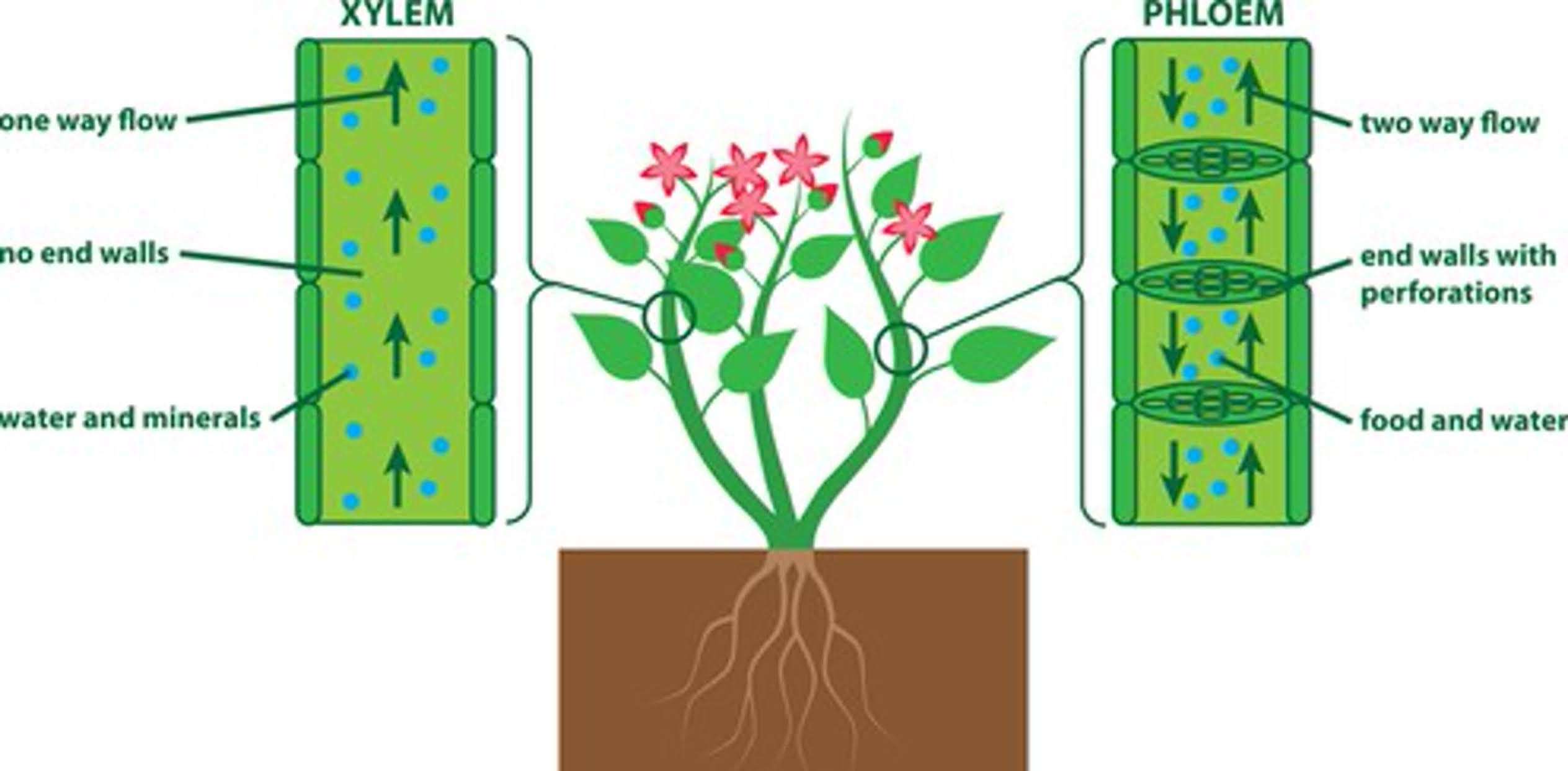 Xylem and phloem. biological structure scheme of inner vascular in