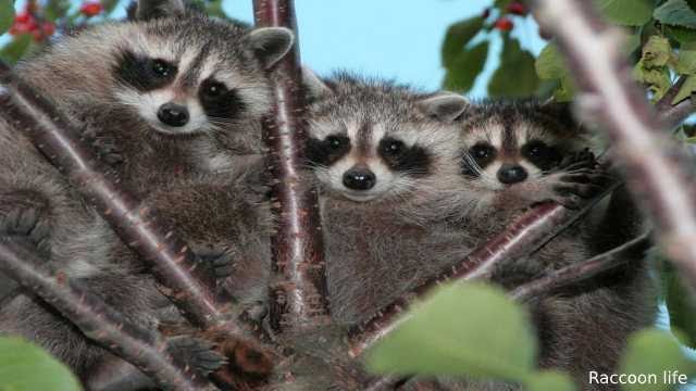 Raccoon Lifespan - How Long do Raccoons Live?