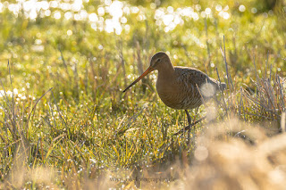 Wildlifefotografie Naturfotografie Dümmer See Uferschnepfe