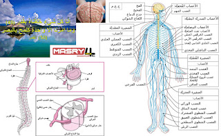 هندسة الرحمن بين العقل البشري والكمبيوتر   A comparison between the human mind and the computer