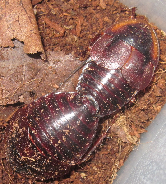 Hisserdude's Roaches H.tenebmating%25231