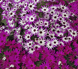 daisy flowers desktop wallpapers flower wallpapersafari