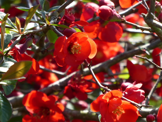 Bill S Chengdu Journal 2006 2007 Common Flowering Quince