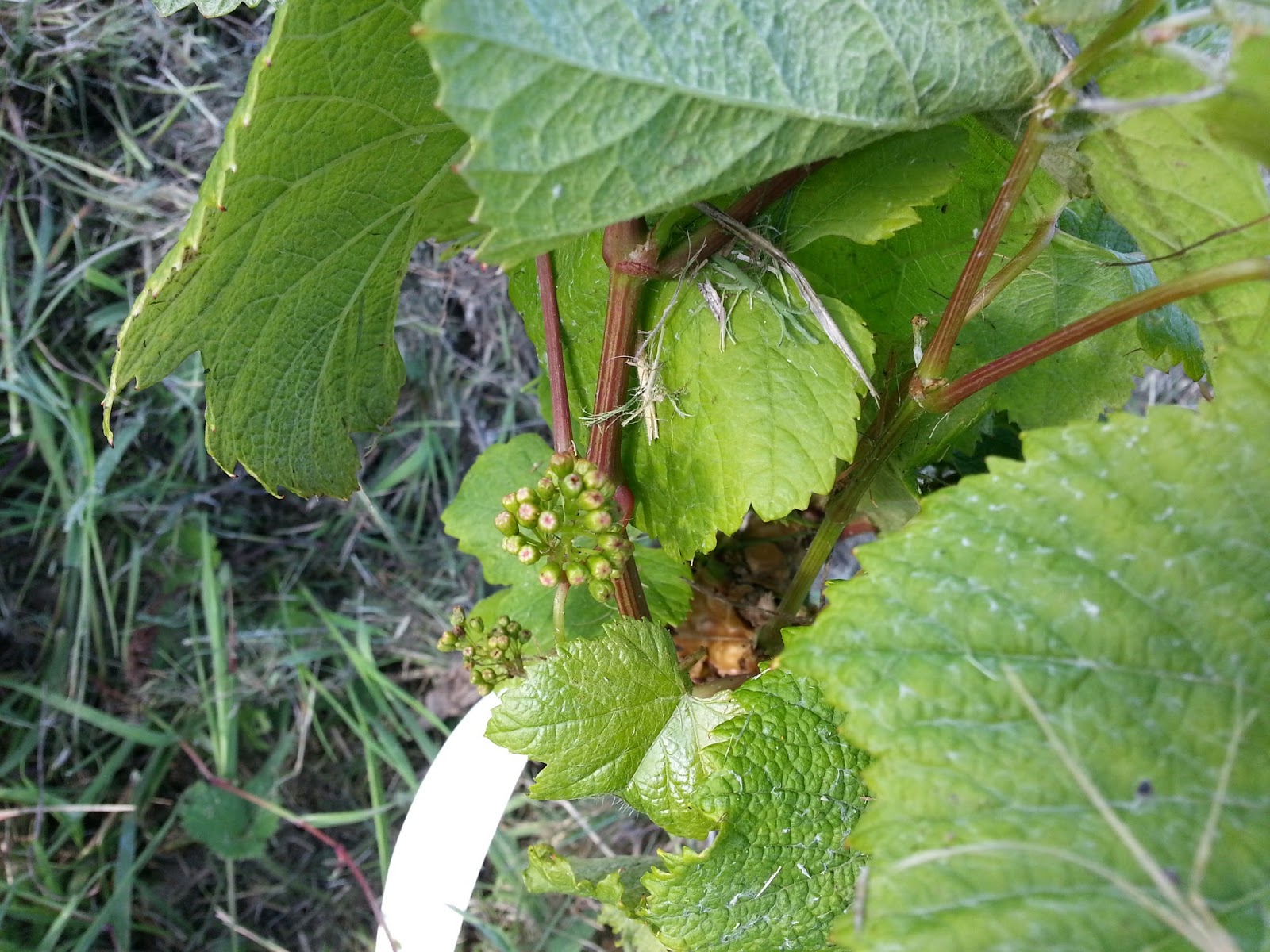 Viticulture in Ireland Grapes on the vine!