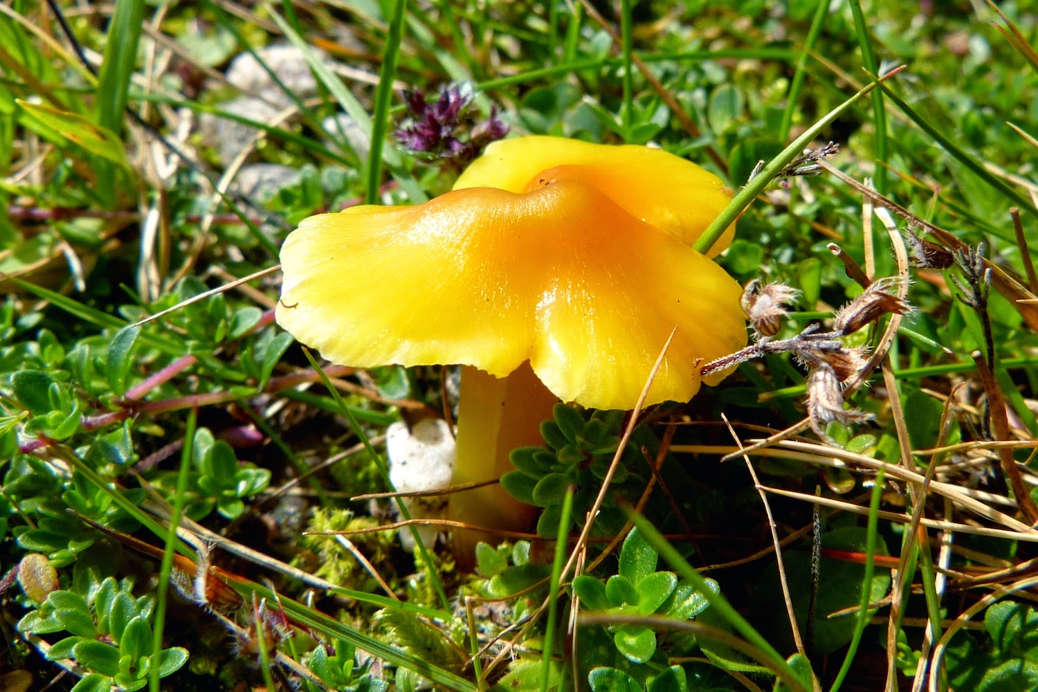 A Kilchoan Diary: A Concentration of Toadstools