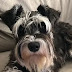 14 Reasons to Choose a Schnauzer