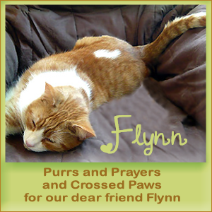 Purrz for Flynn